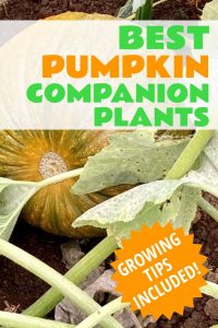 best pumpkin companion plants Pinterest image pumpkin on vine