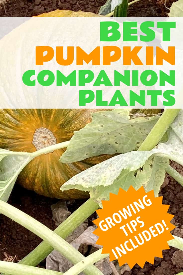 26 Best Pumpkin Companion Plants (and Which to Avoid) Fluxing Well