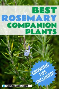best rosemary companion plants: blooming rosemary plant