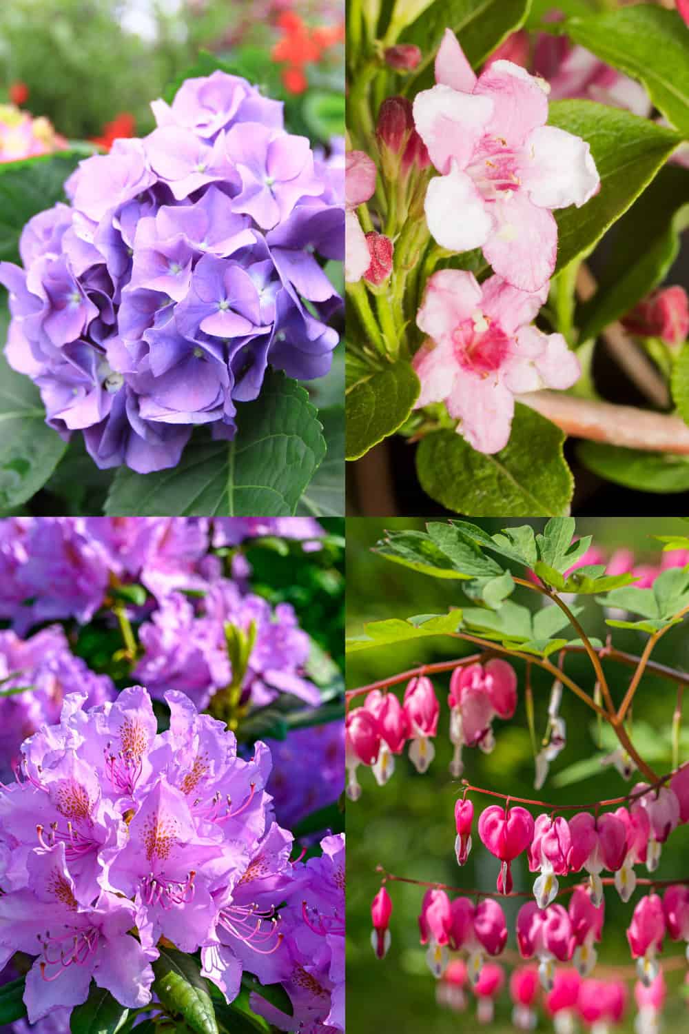 low maintenance flowering shrubs and bushes