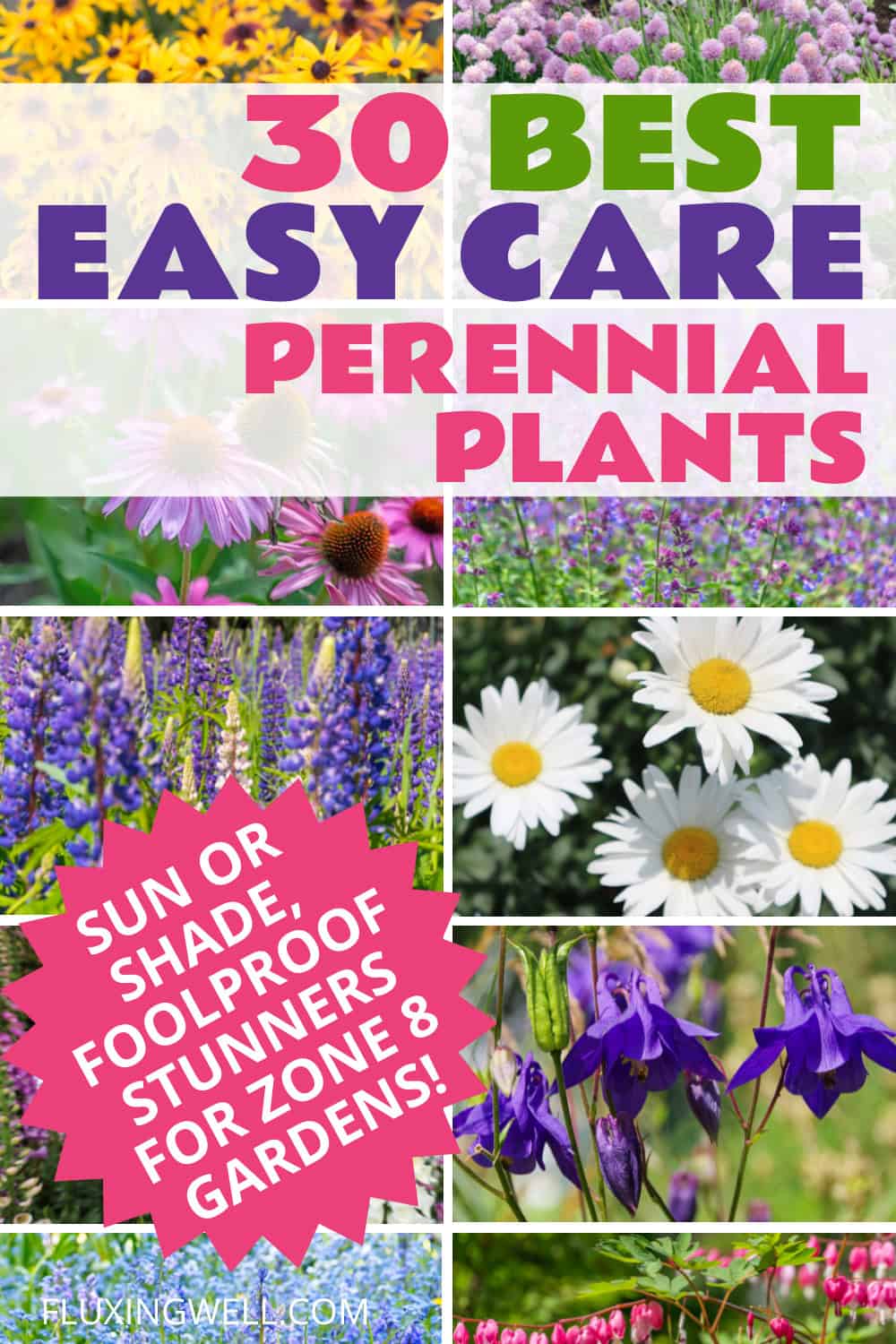 Best easy care perennial plants for zone 8