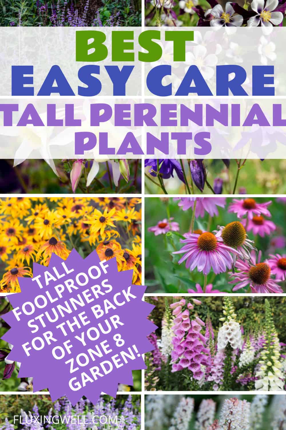 Best easy care perennial plants for zone 8 full shade