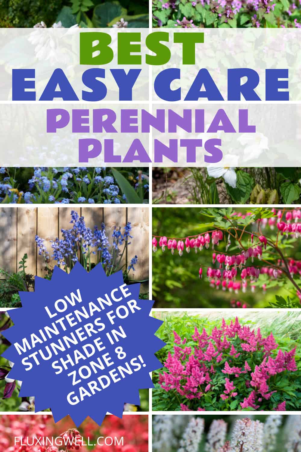 Best easy care perennial plants for zone 8 full shade