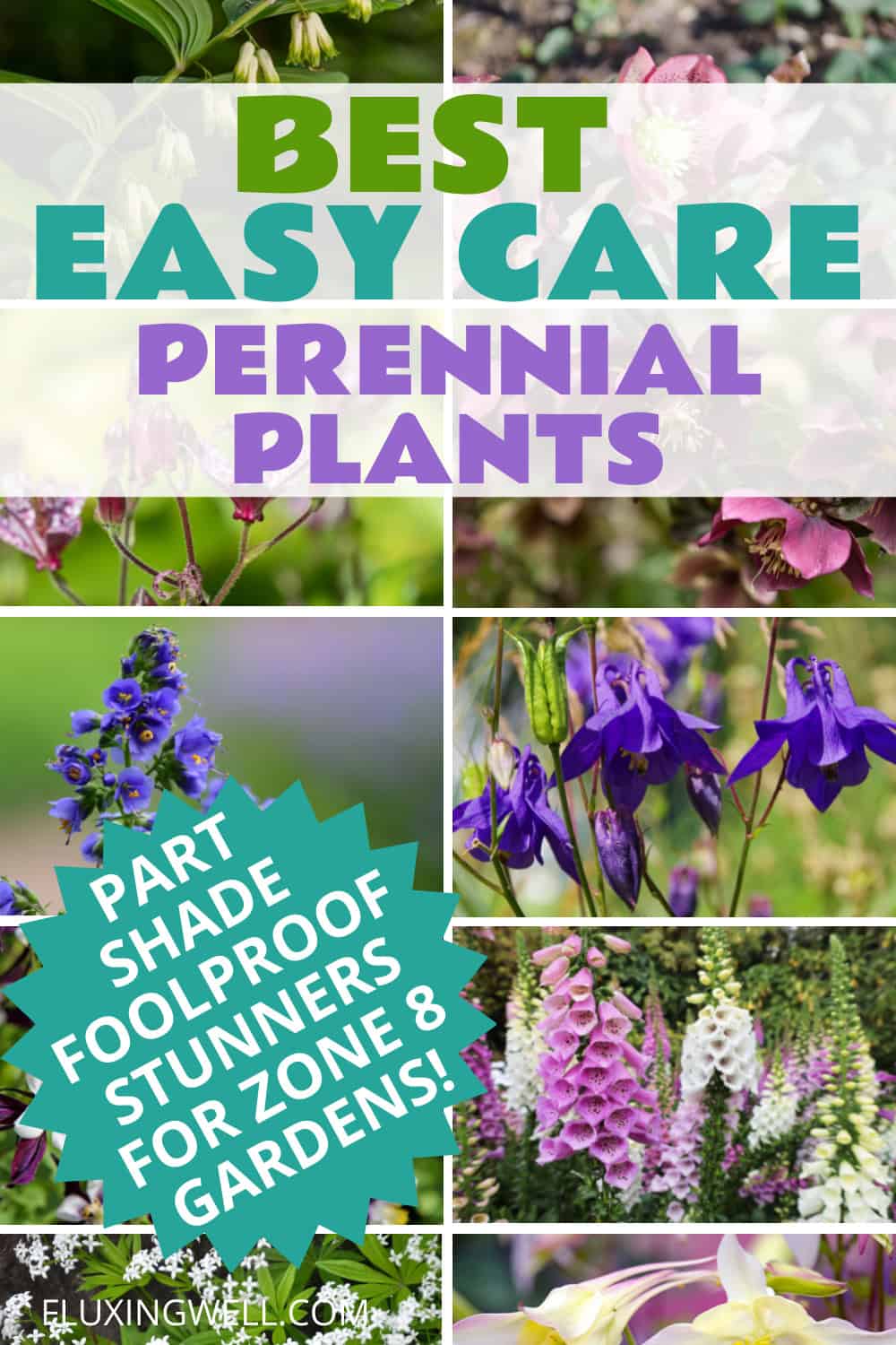 Best easy care perennial plants for zone 8 part shade