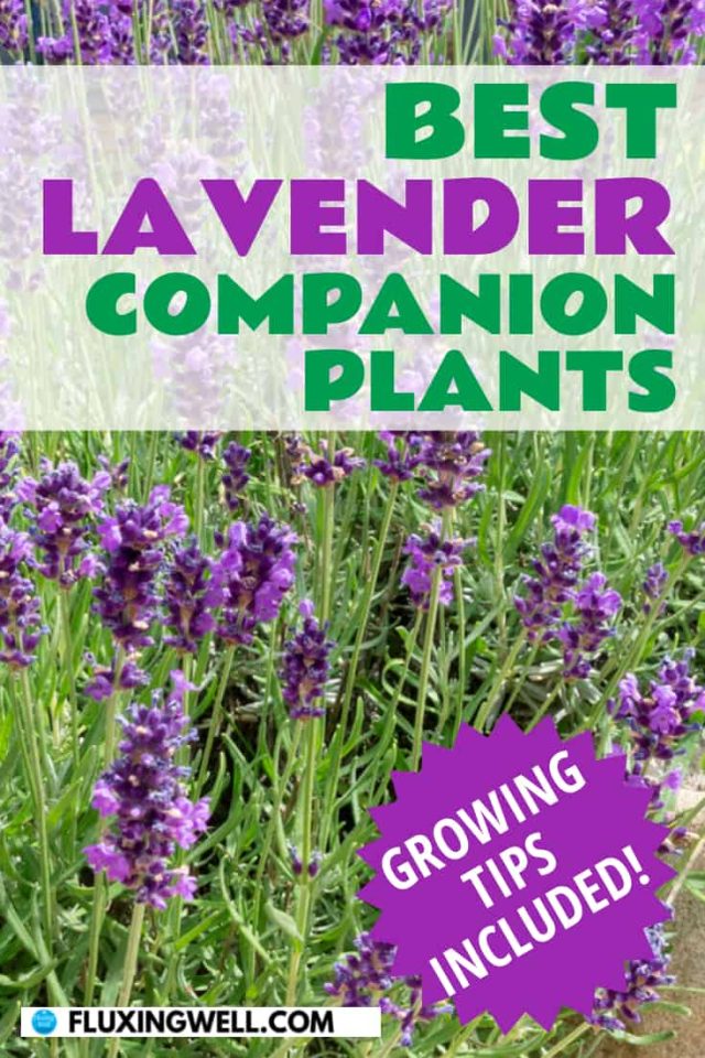 25 Best Lavender Companion Plants (+ 4 To Bypass) - Fluxing Well