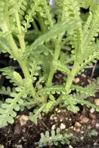 lavender companion plants french lavender plant with serrated leaves
