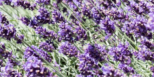 lavender companion plants lavender close up