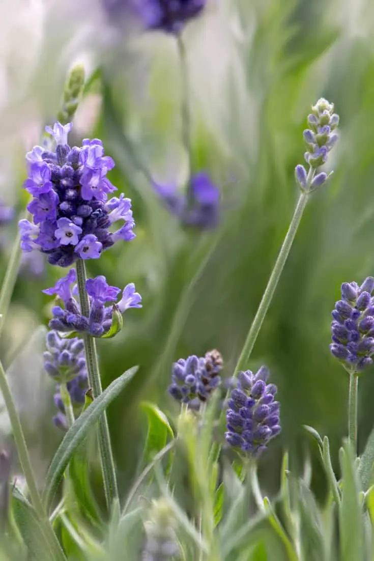 lavender companion plants english lavender