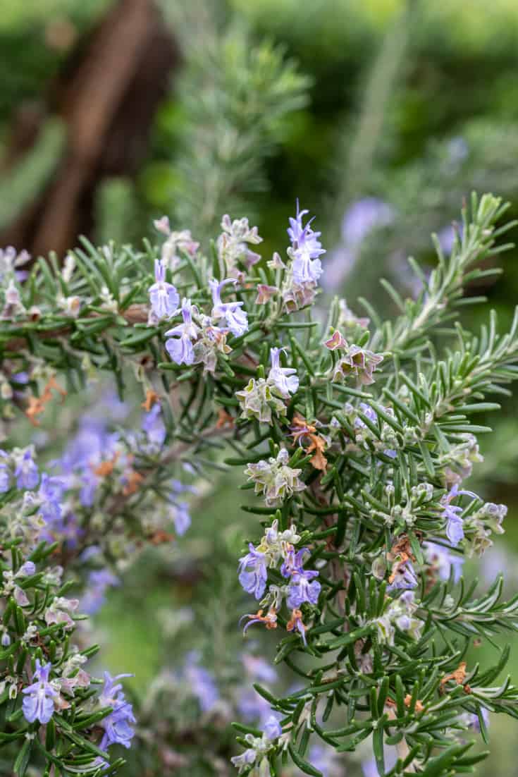 25 Best Lavender Companion Plants (+ 4 to Bypass) - Fluxing Well