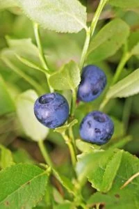 lavender companion plants blueberries