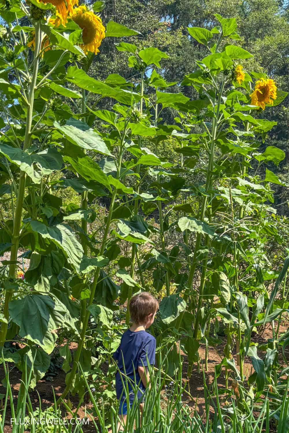 sunflower themed party ideas sunflowers growing