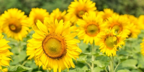 sunflowers in bloom