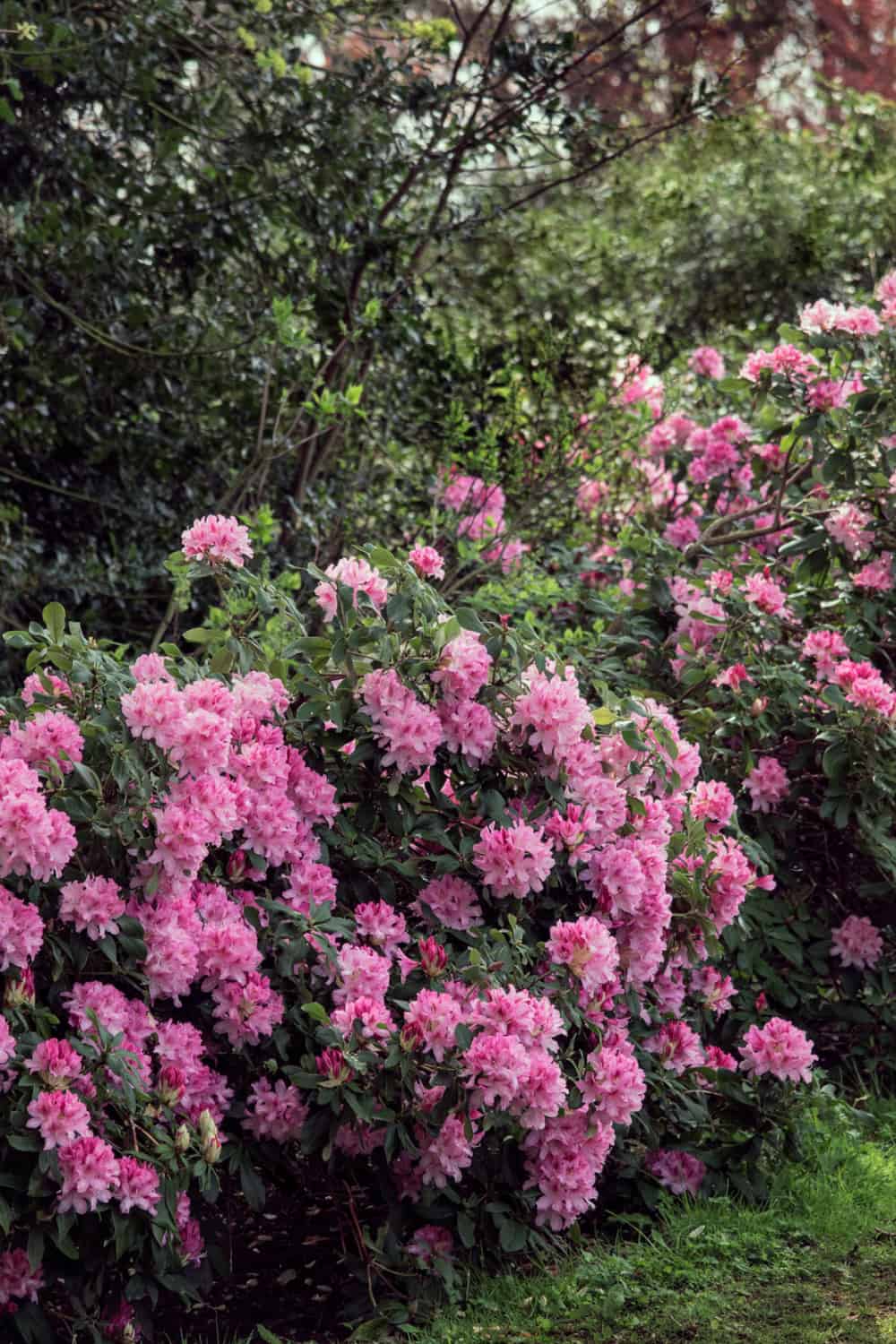 easy care low maintenance flowering shrub rhododendron
