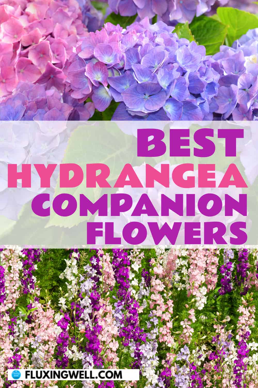 best hydrangea companion flowers