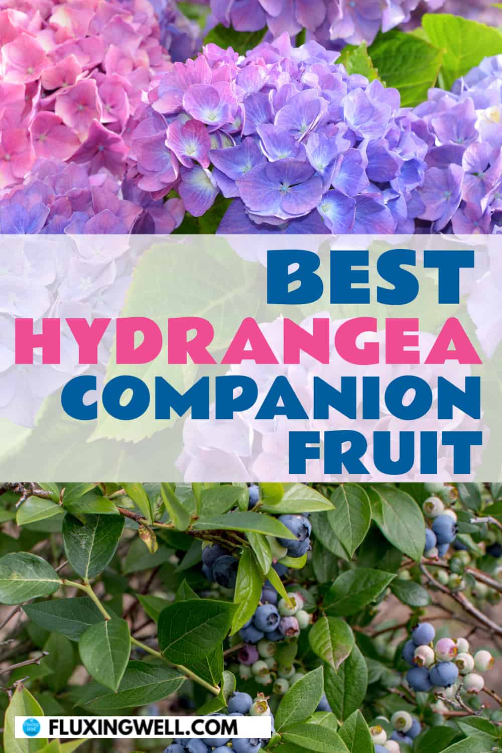 best hydrangea companion fruit