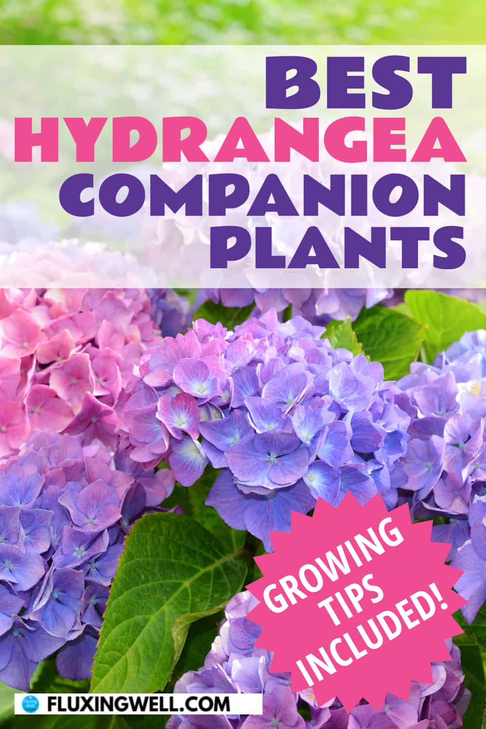 best hydrangea companion plants
