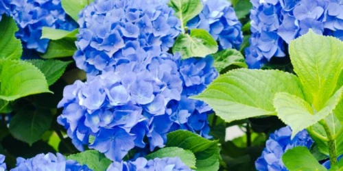 best hydrangea companion plants blue hydrangeas