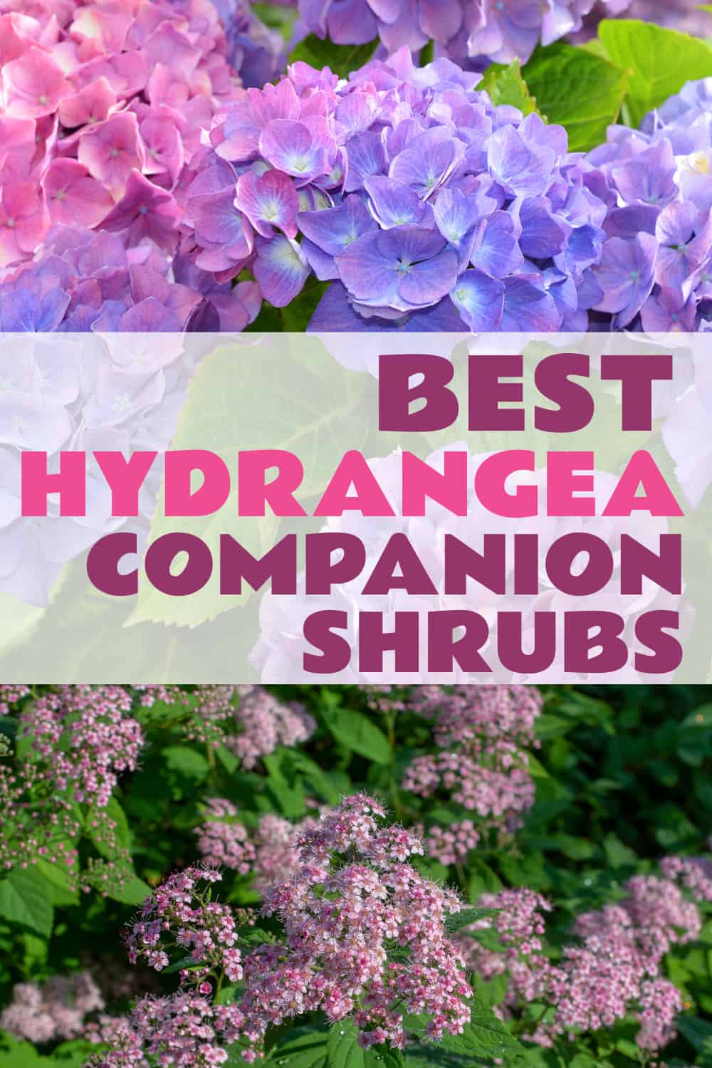 best hydrangea companion shrubs