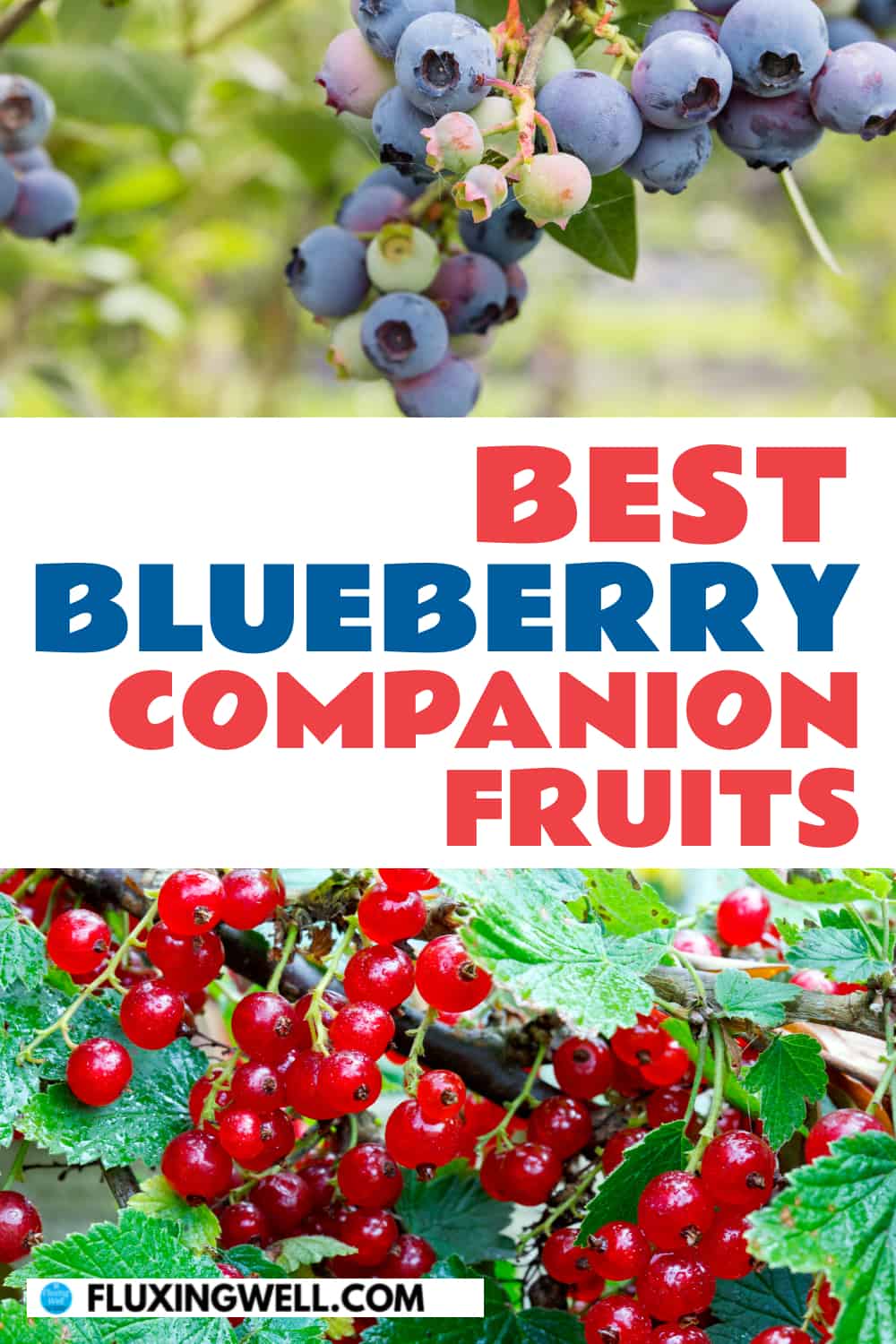 best blueberry companion fruits