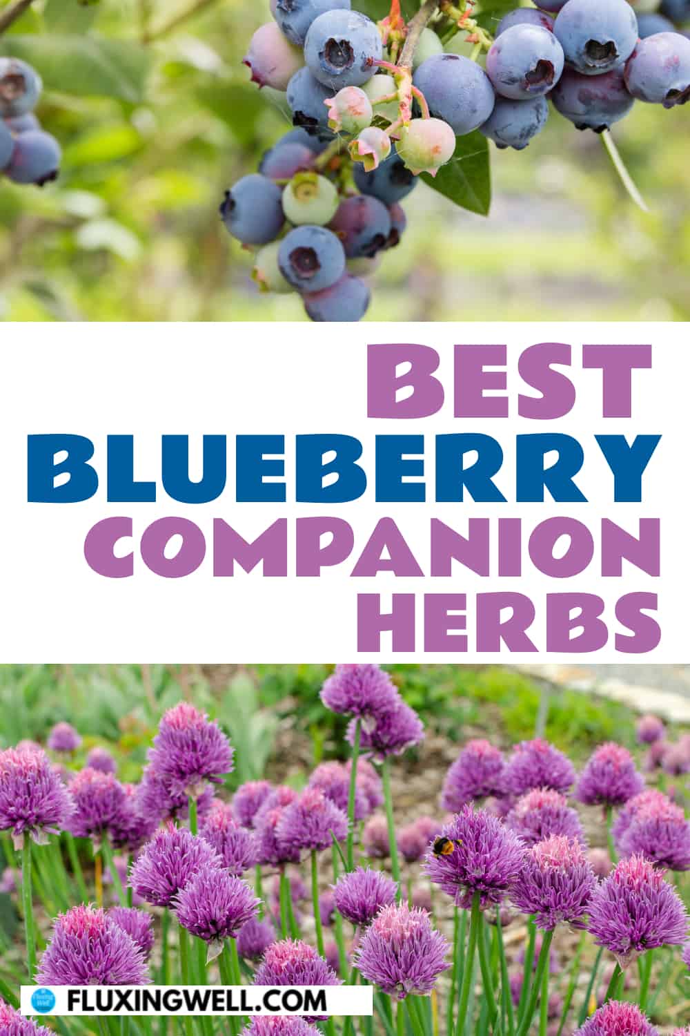 best blueberry companion herbs