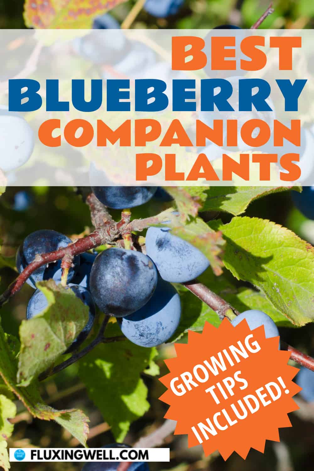 best blueberry companion plants