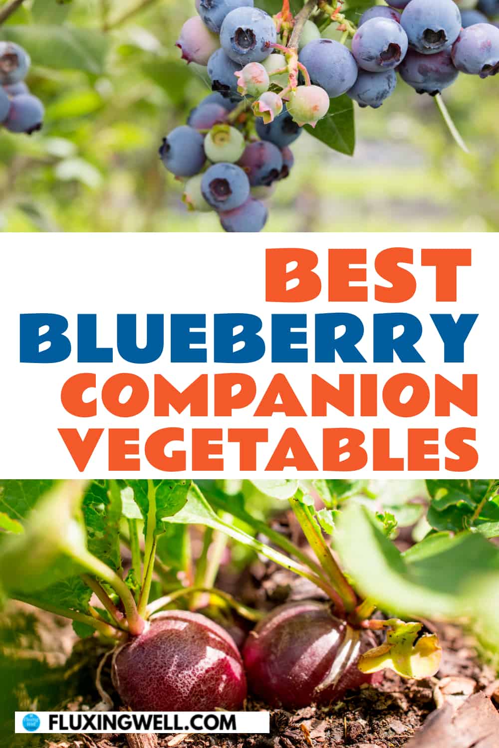 best blueberry companion vegetables