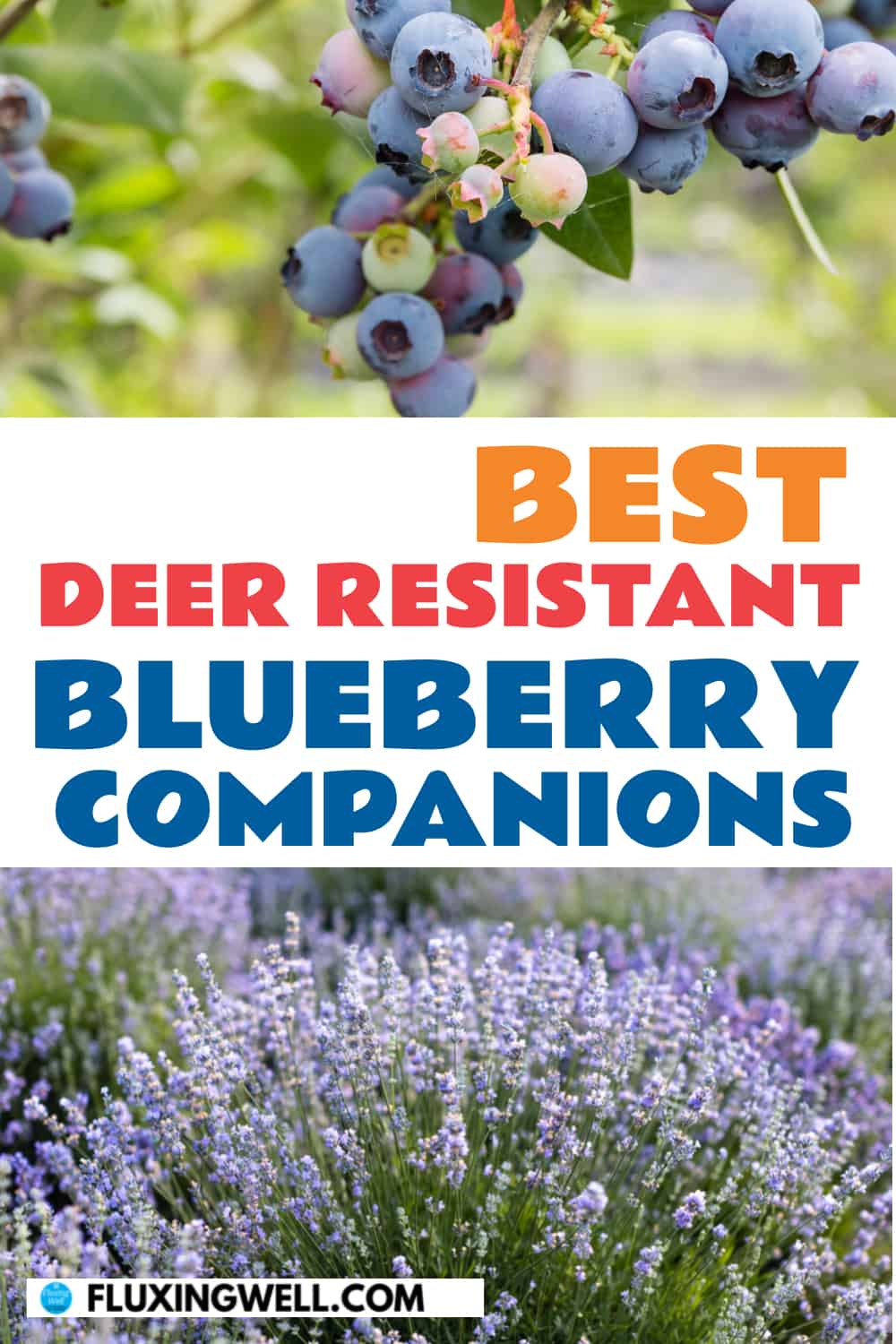 best blueberry deer resistant companions