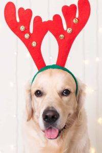 reindeer party ideas reindeer antlers on a dog