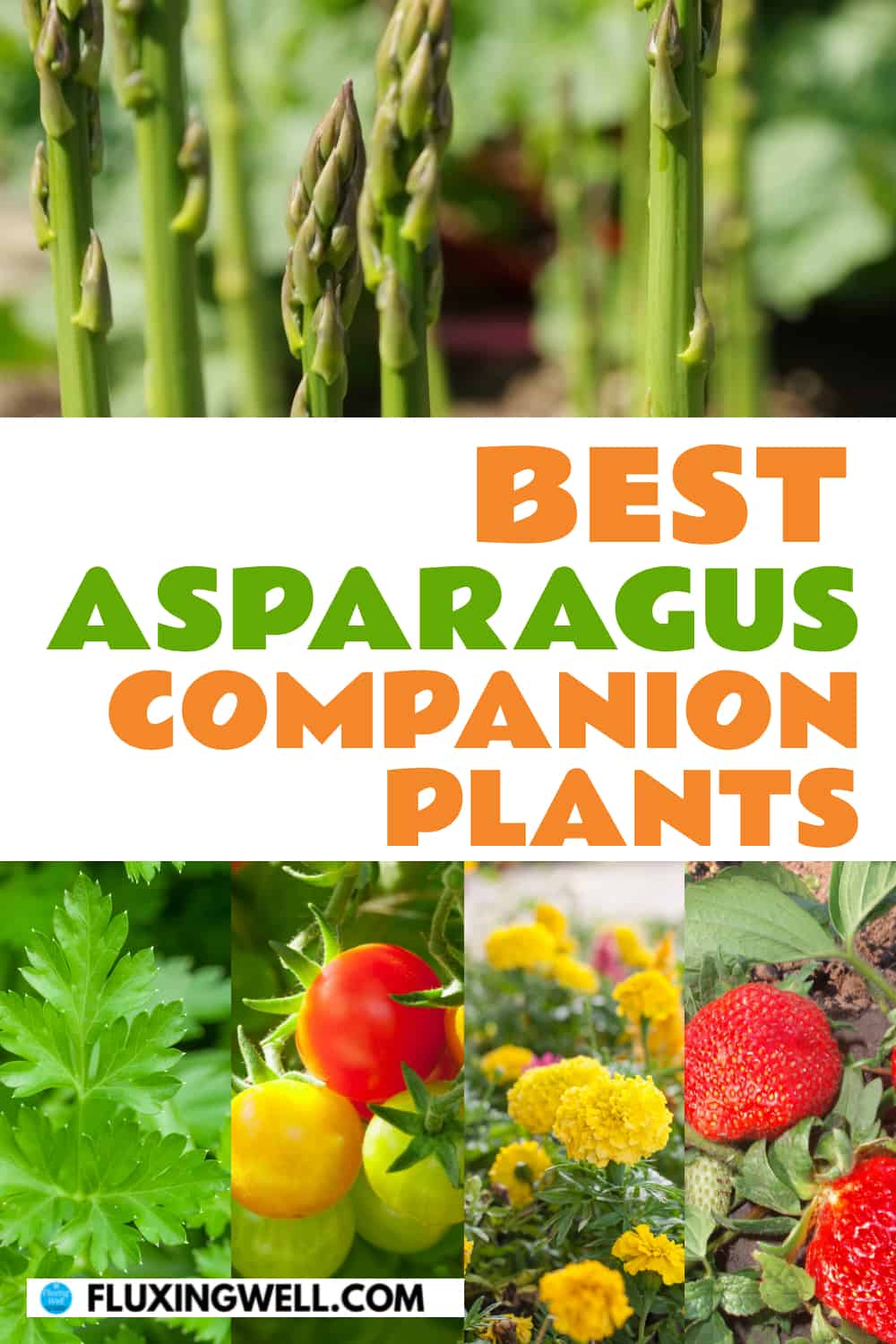 best asparagus companion plants