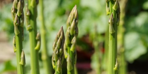 best asparagus companion plants asparagus growing in the garden