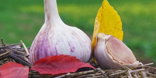 best garlic companion plants garlic bulb closeup