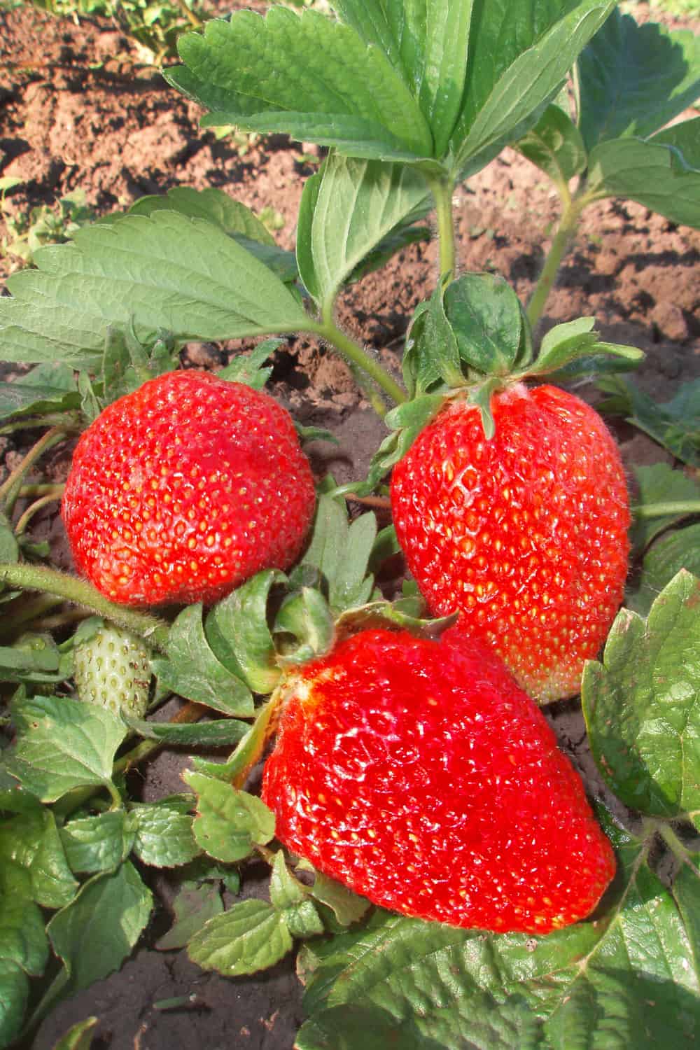 best garlic companion plants strawberries