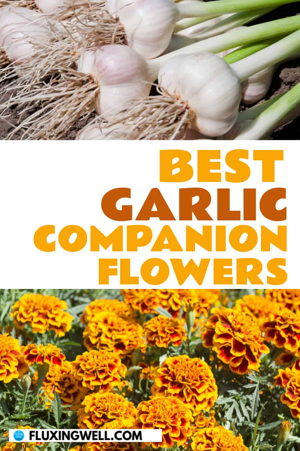 garlic companion plants flowers