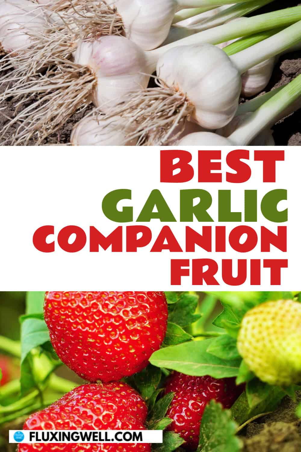 garlic companion plants fruit