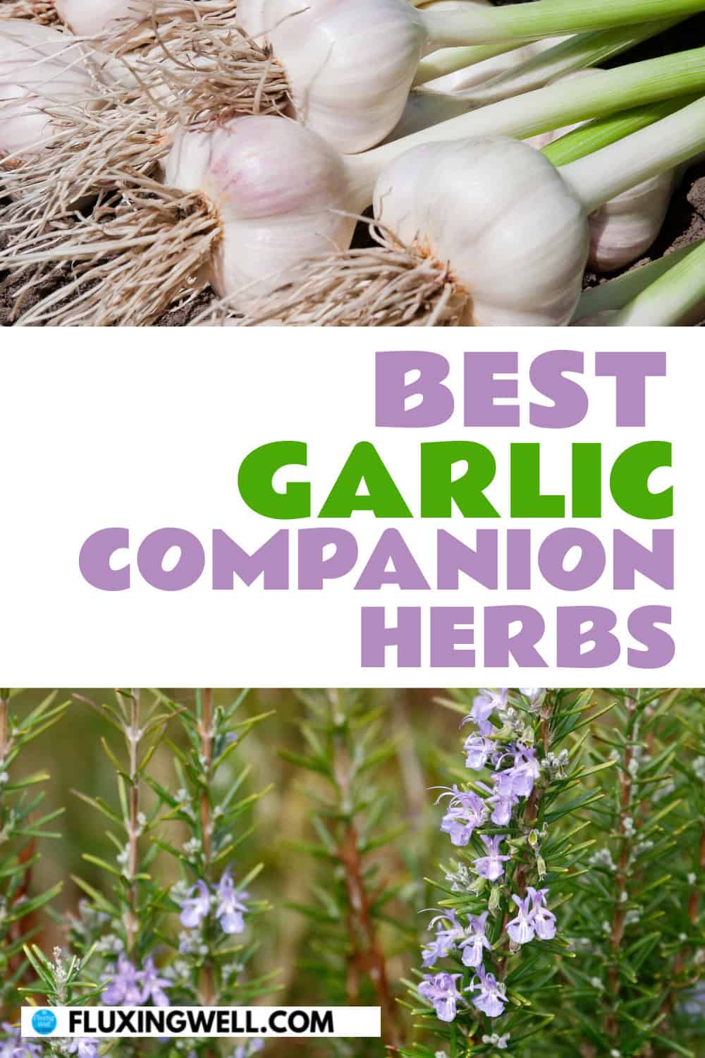 garlic companion plants herbs