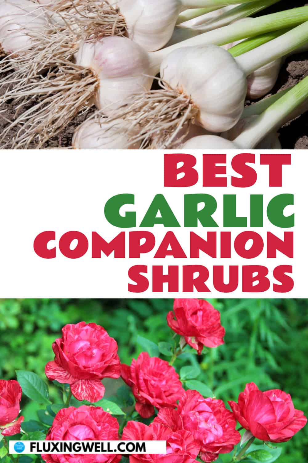 garlic companion plants shrubs