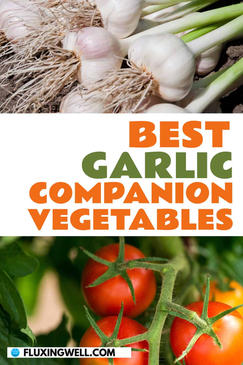 garlic companion plants vegetables