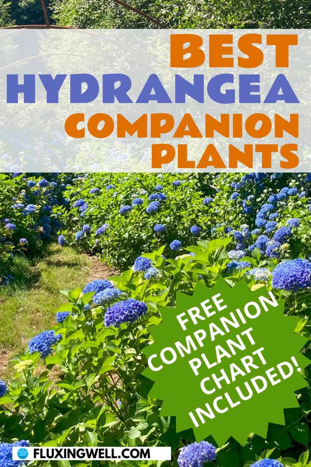 hydrangea companion plants with free companion planting guide