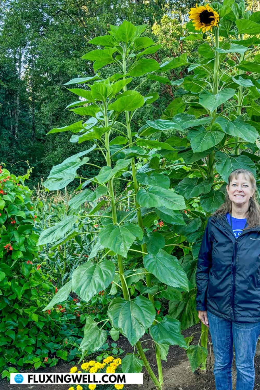 sunflower companion plants with me in the garden