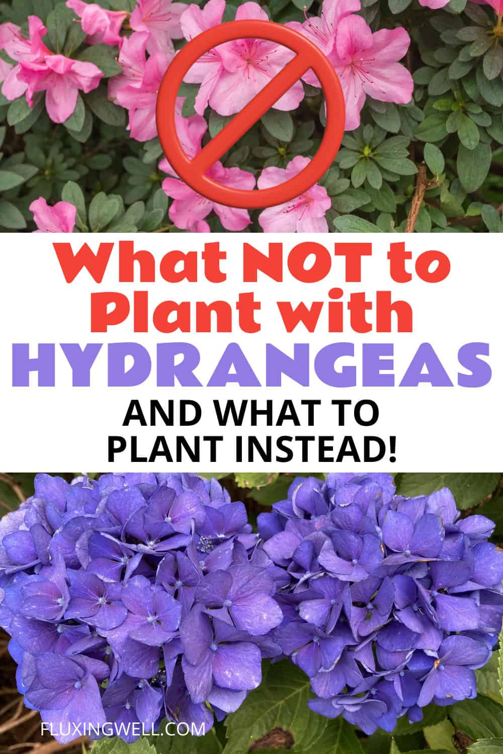 hydrangea companion plants: what not to plant with hydrangeas