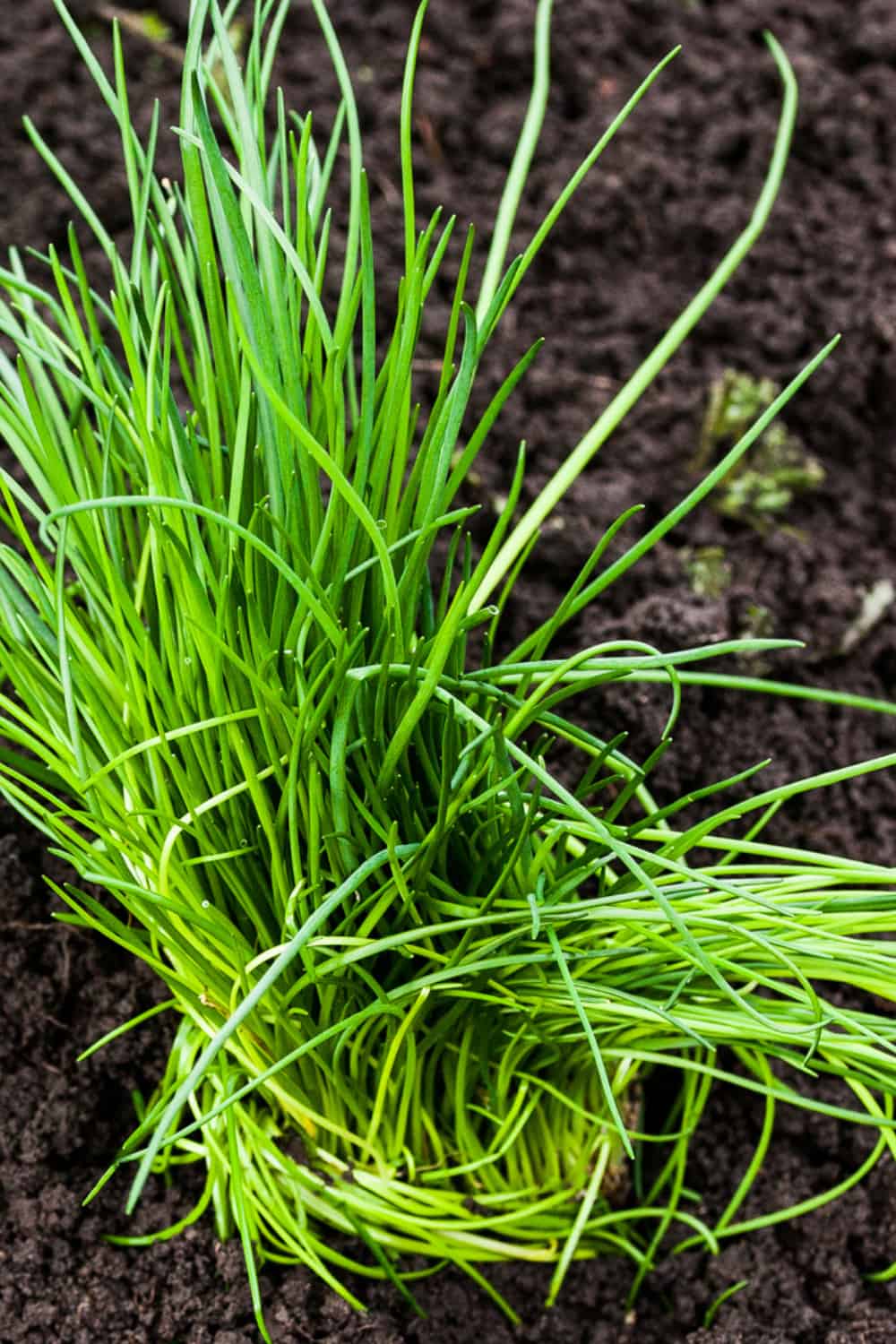 best chives companion plants planting chives