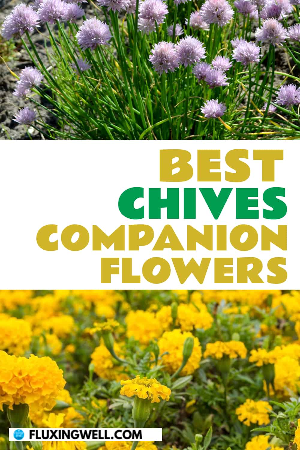 best chives companion flowers