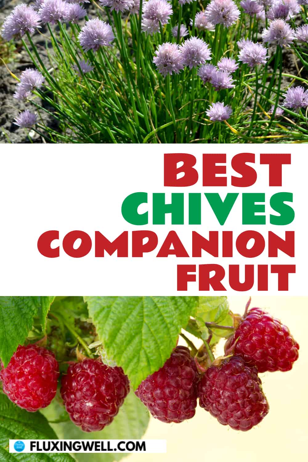 best chives companion fruit
