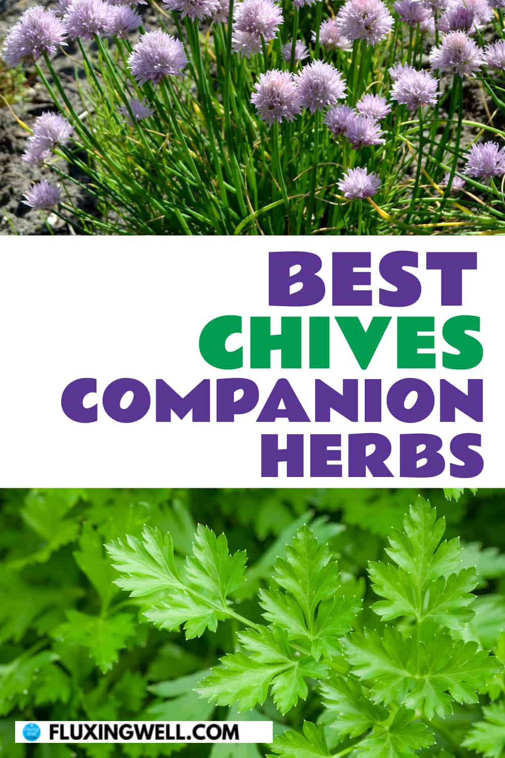 best chives companion herbs