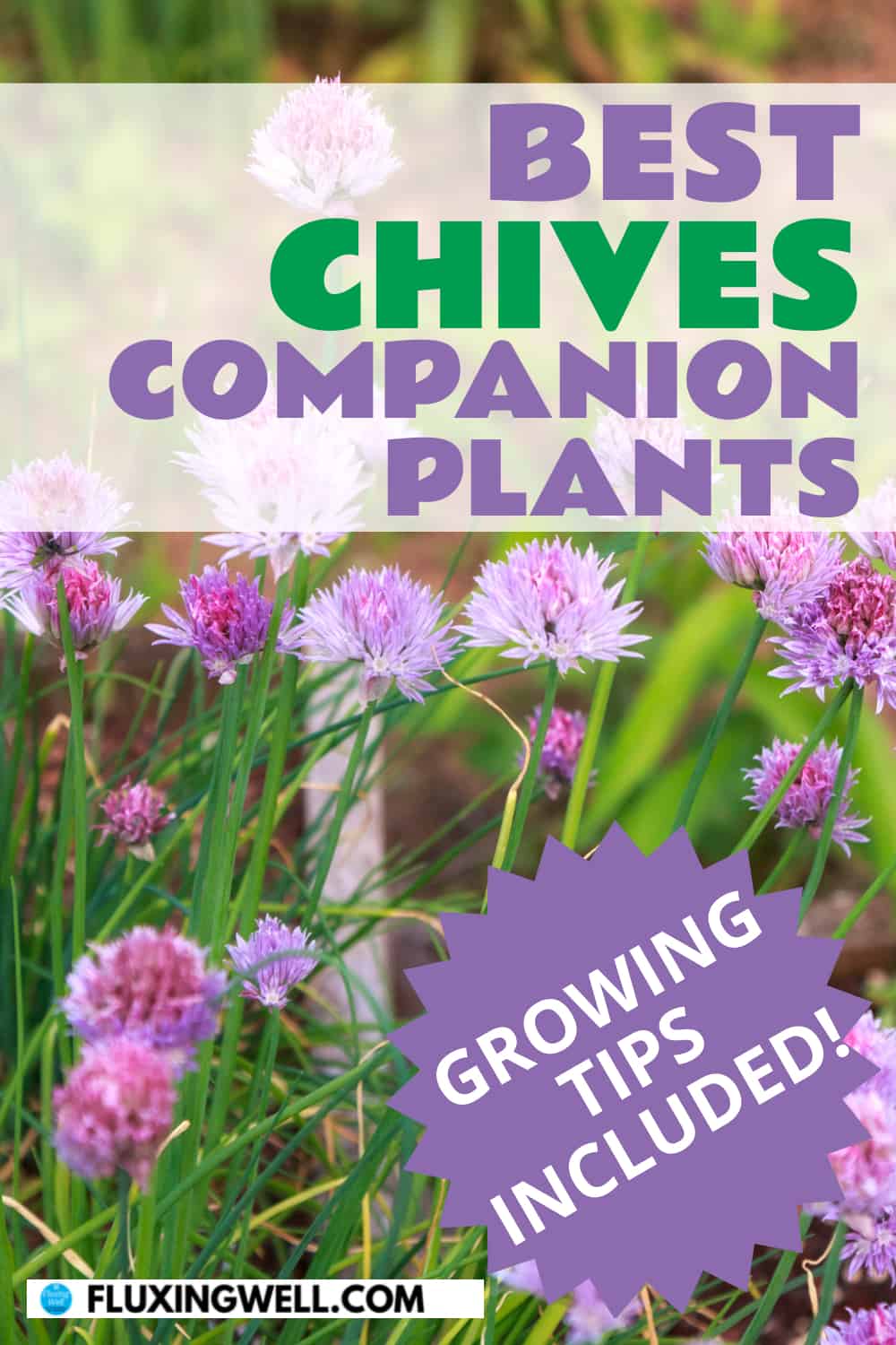best chives companion plants growing tips included