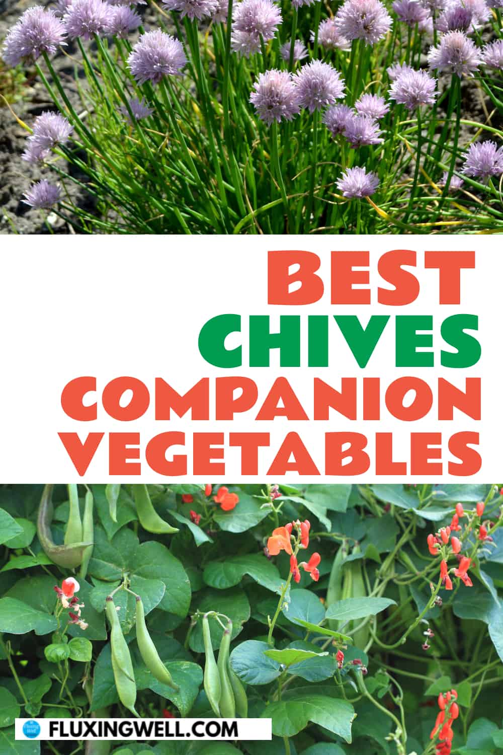 best chives companion vegetables