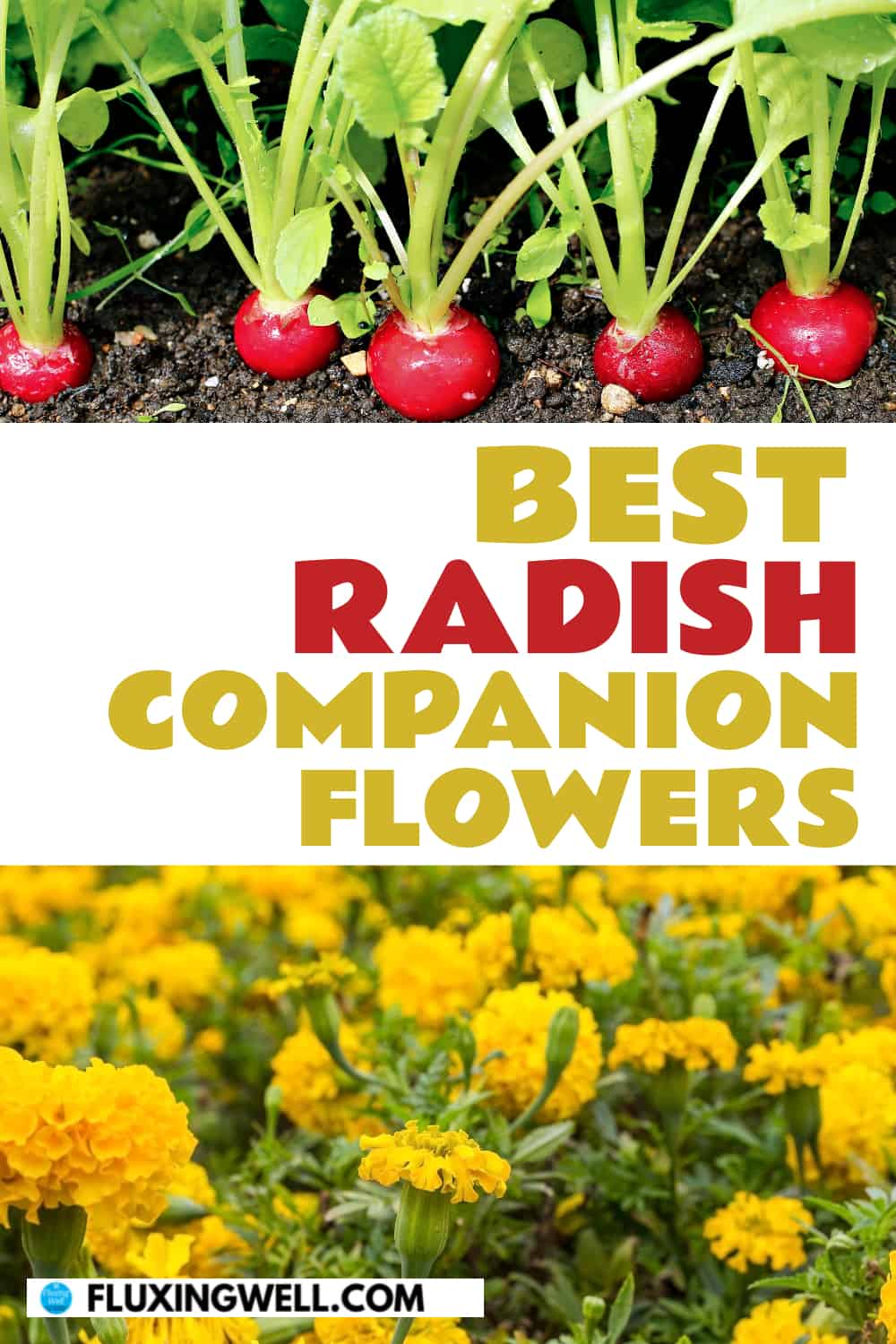 best radish companion flowers