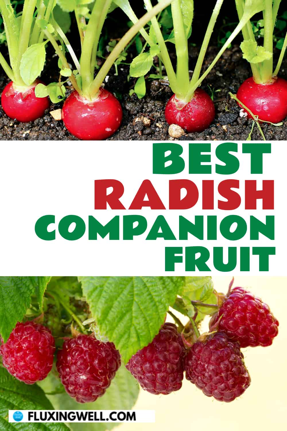 best radish companion fruit