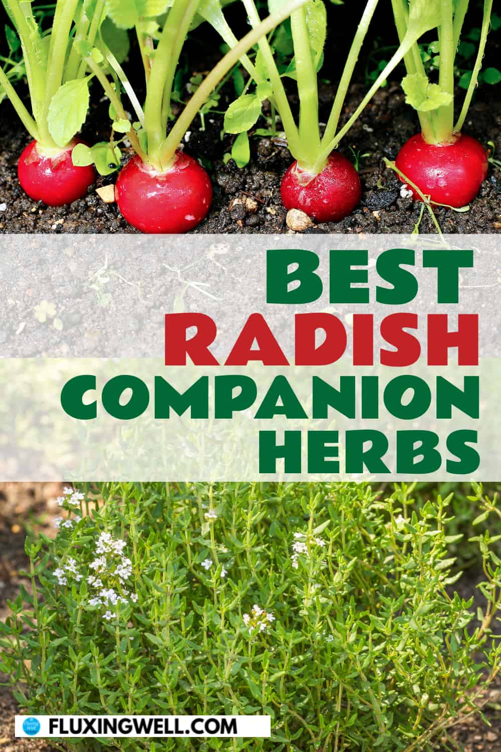 best radish companions herbs