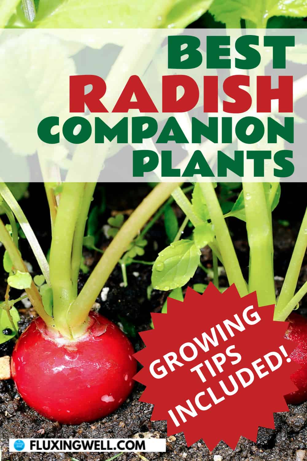 best radish companion plants growing tips included